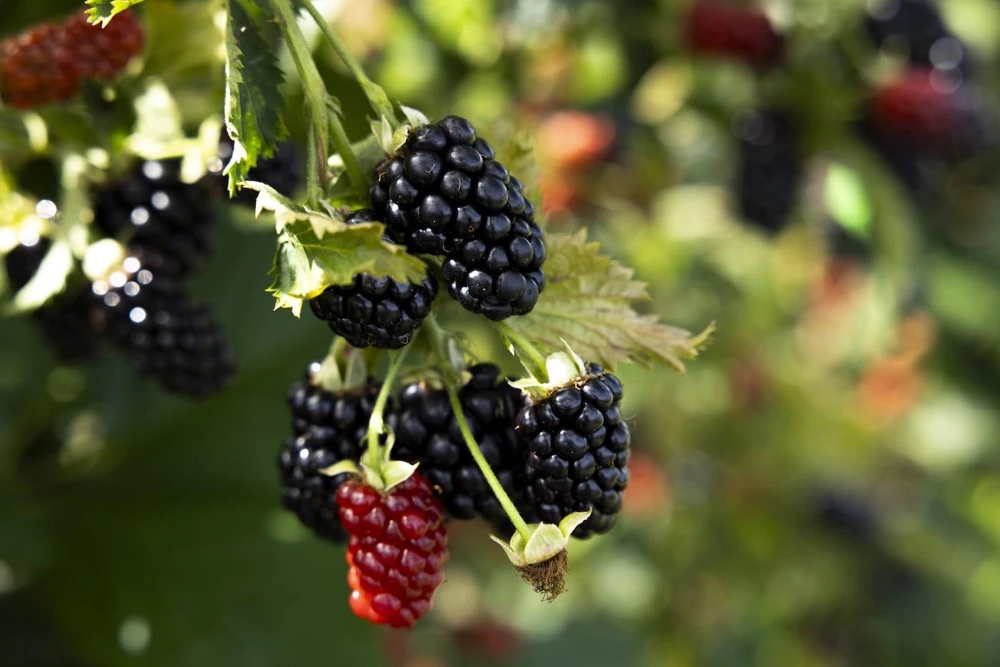 3 Prime Ark Horizon Blackberry Starter Plug - Everbearing Fruit Plant - Image 5