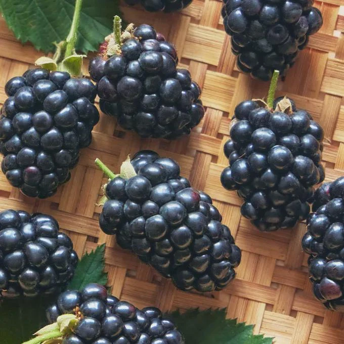 3 Prime Ark Horizon Blackberry Starter Plug - Everbearing Fruit Plant - Image 6