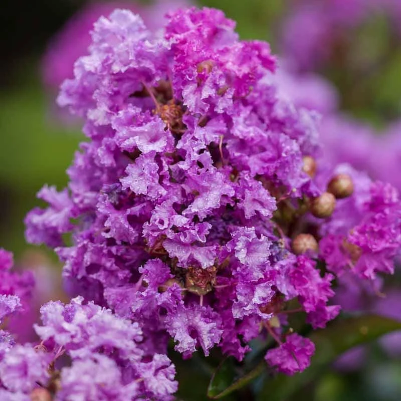 3 Purple Crape Myrtle Live Plants 12-18" Tall Bush Starter Plugs (Quart Pot) - Image 1