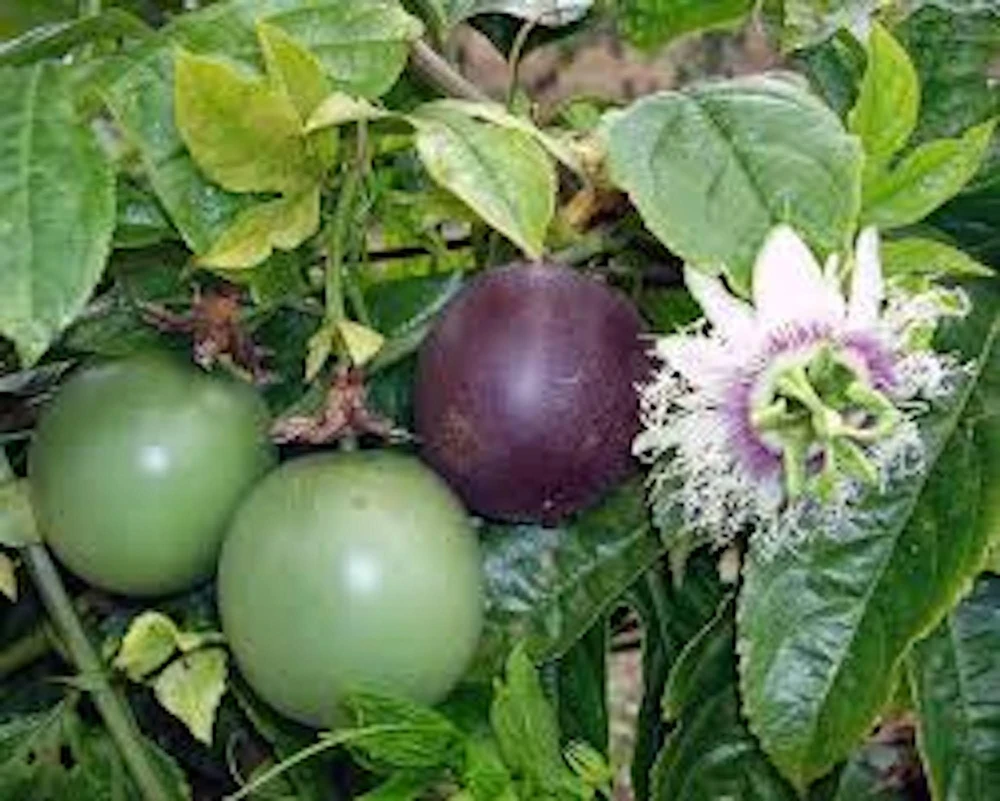 3 Purple Passion Fruit Starter Live Plant - Passiflora edulis Self-Fertile - Image 1