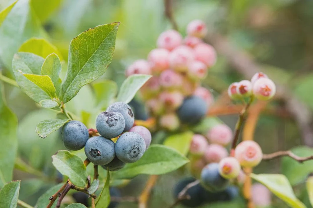 3 Rebel Blueberry Starter Plug Live Plant - Vaccinium corymbosum - Image 2