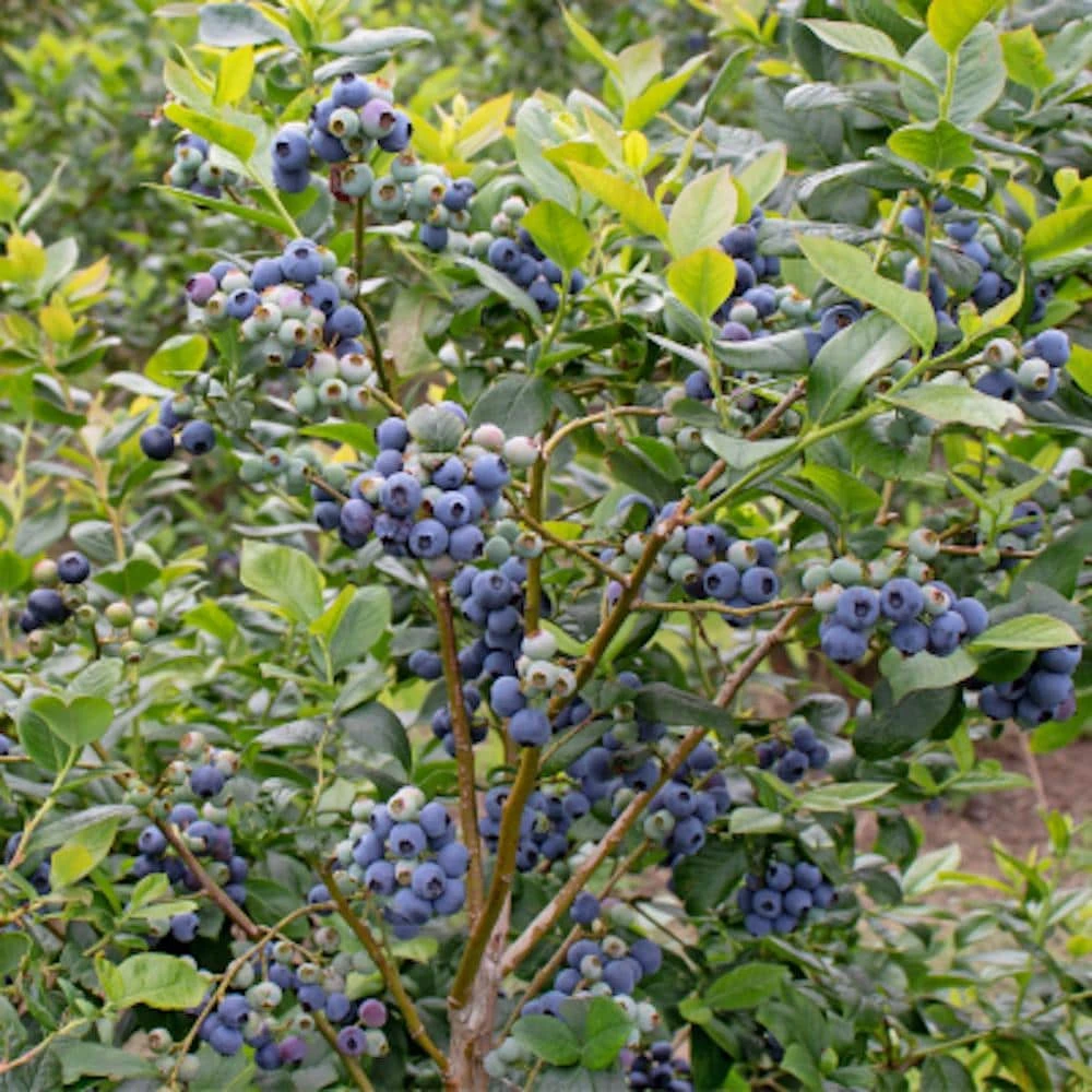 3 Rebel Blueberry Starter Plug Live Plant - Vaccinium corymbosum - Image 4