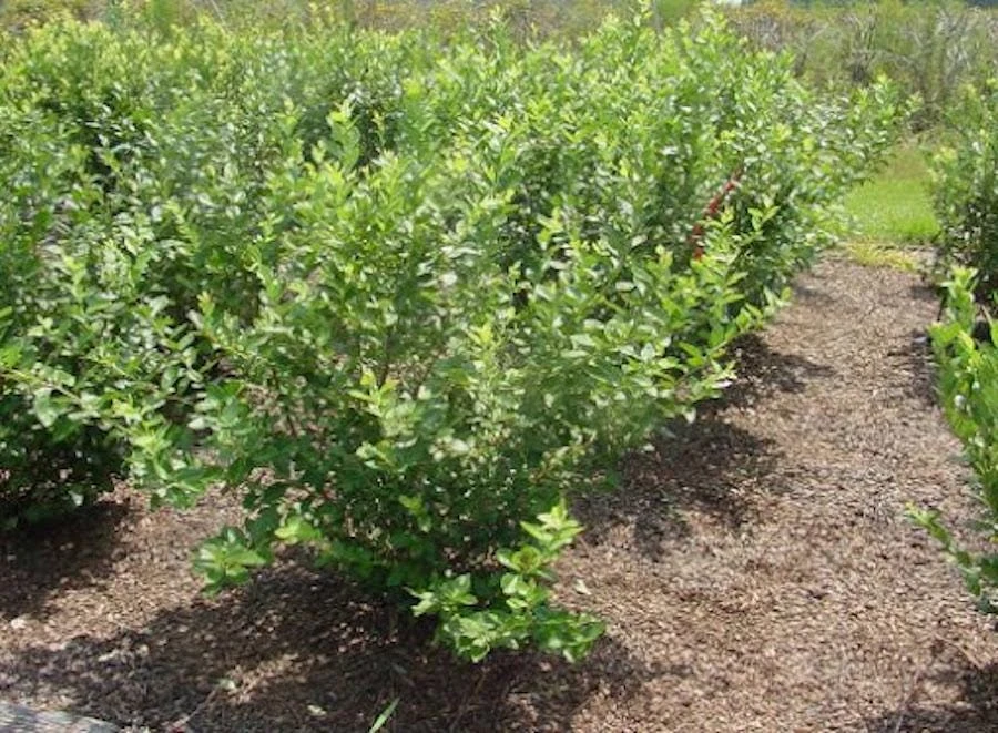 3 Rebel Blueberry Starter Plug Live Plant - Vaccinium corymbosum - Image 7