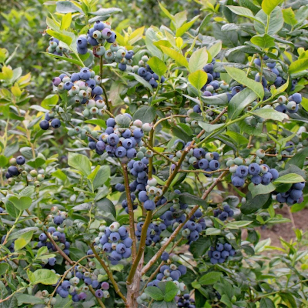 3 Rebel Blueberry Starter Plug Live Plant - Vaccinium corymbosum - Image 8