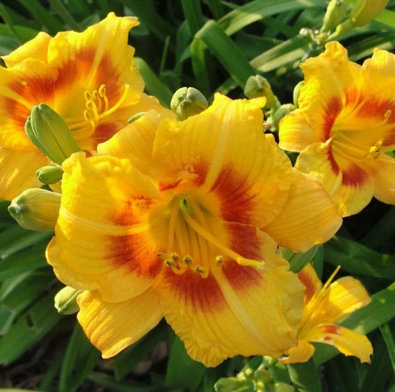 3 Red Eyed Stella de Oro Daylily Perennial Bare Root Plants - Yellow-Gold Flowers - Image 1