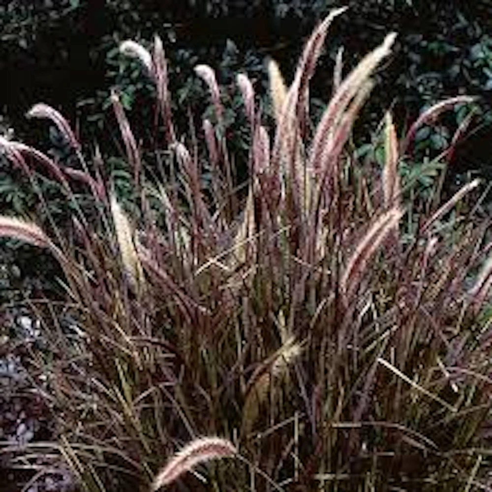 3 Red Fountain Grass Plant - Bare Root Burgundy Ornamental Grass, 3-4 ft Tall Outdoor - Image 1