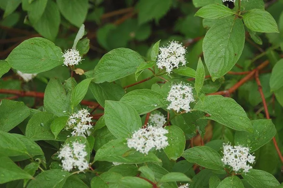 3 Red Osier Dogwood Shrub โ Live Plant โ Quart Pot Cornus sericea Starter Plant - Image 2