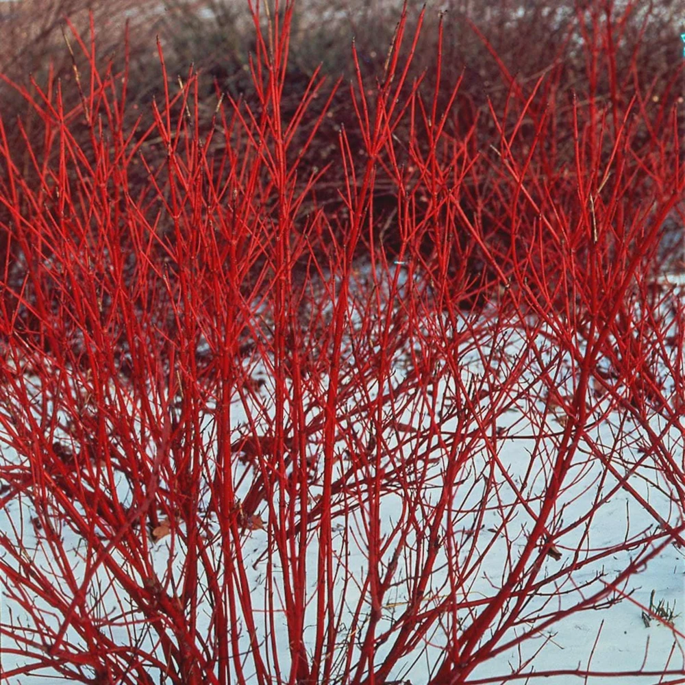 3 Red Osier Dogwood Shrub โ Live Plant โ Quart Pot Cornus sericea Starter Plant - Image 3