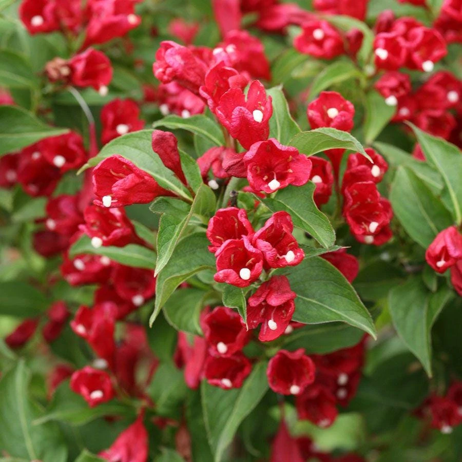 3 Red Weigela Shrub Weigela florida Live Plant, Bare Root, 6-12 inch, Outdoor - Image 5