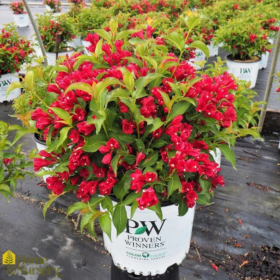 3 Red Weigela Shrub Weigela florida Live Plant, Bare Root, 6-12 inch, Outdoor - Image 7