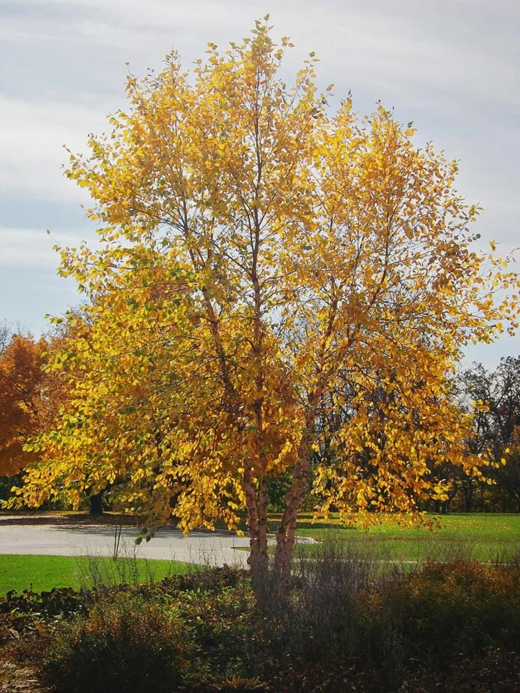 3 River Birch Tree Betula nigra Live Plant - Quart Pot Starter - Image 5