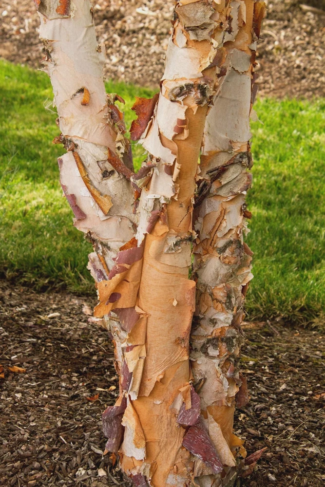 3 River Birch Tree Betula nigra Live Plant - Quart Pot Starter - Image 6