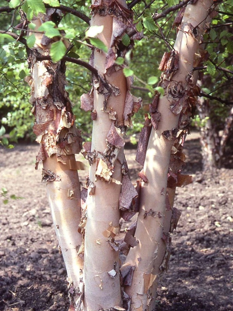 3 River Birch Tree Betula nigra Live Plant - Quart Pot Starter - Image 8