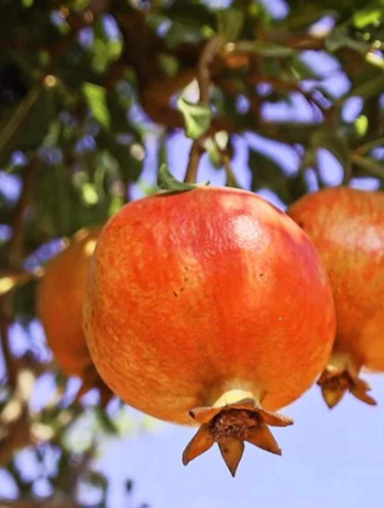 3 Salavatski Pomegranate Tree Starter Plant - Cold Hardy Punica granatum - Image 1