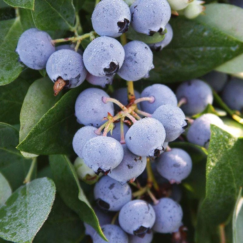 3 Sharpe Blue Blueberry Live Plant Starter Plugs Vaccinium corymbosum Outdoor - Image 1