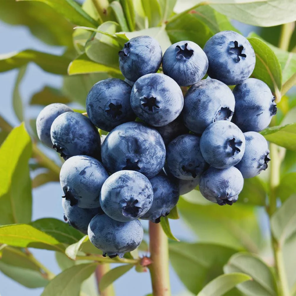 3 Sharpe Blue Blueberry Live Plant Starter Plugs Vaccinium corymbosum Outdoor - Image 2