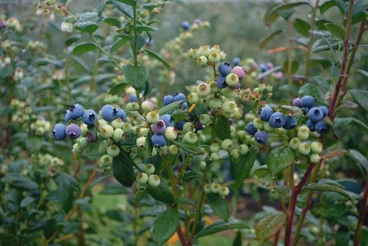 3 Sharpe Blue Blueberry Live Plant Starter Plugs Vaccinium corymbosum Outdoor - Image 3