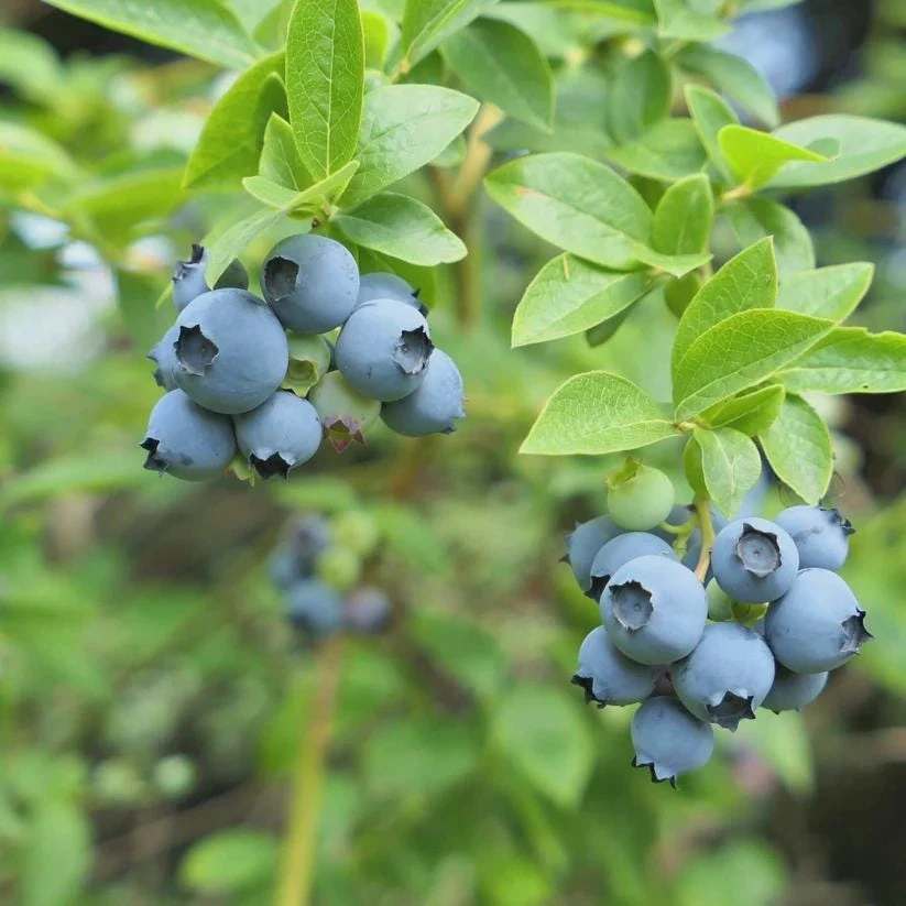 3 Sharpe Blue Blueberry Live Plant Starter Plugs Vaccinium corymbosum Outdoor - Image 4