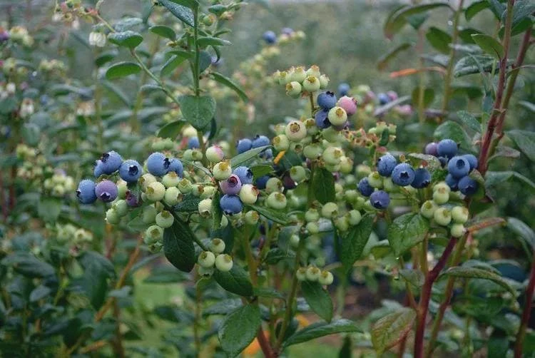 3 Sharpe Blue Blueberry Live Plant Starter Plugs Vaccinium corymbosum Outdoor - Image 7