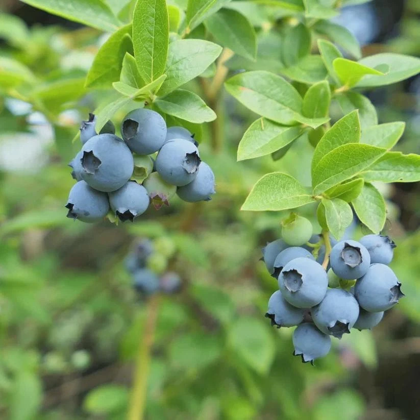 3 Sharpe Blue Blueberry Live Plant Starter Plugs Vaccinium corymbosum Outdoor - Image 8