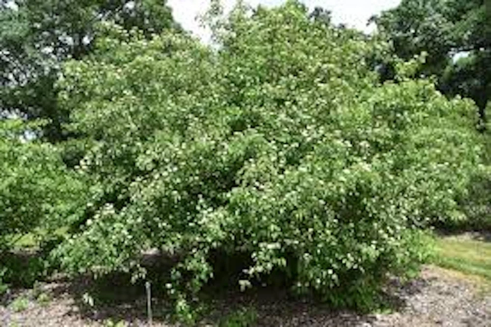 3 Silky Dogwood Live Plant 12-24in - Quart Pot Outdoor Shrub - Image 1