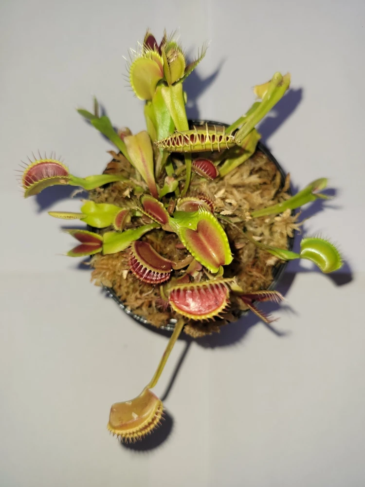 3 Small 'Giant' Venus Flytrap Live Carnivorous Plants - Dionaea Muscipula - Image 1