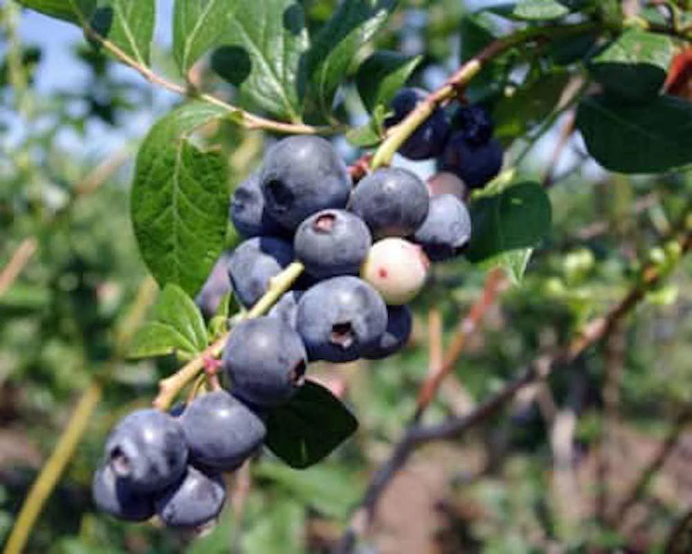 3 Springhigh Blueberry Starter Plug - Vaccinium corymbosum Live Plant - Image 1