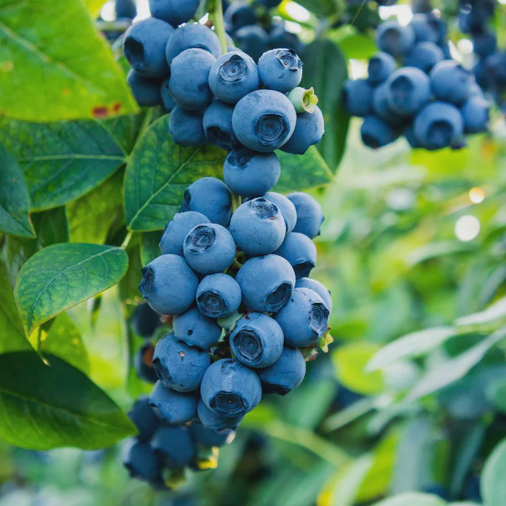 3 Sweet Crisp Blueberry Live Plants - Vaccinium corymbosum Starter Plugs - Image 1