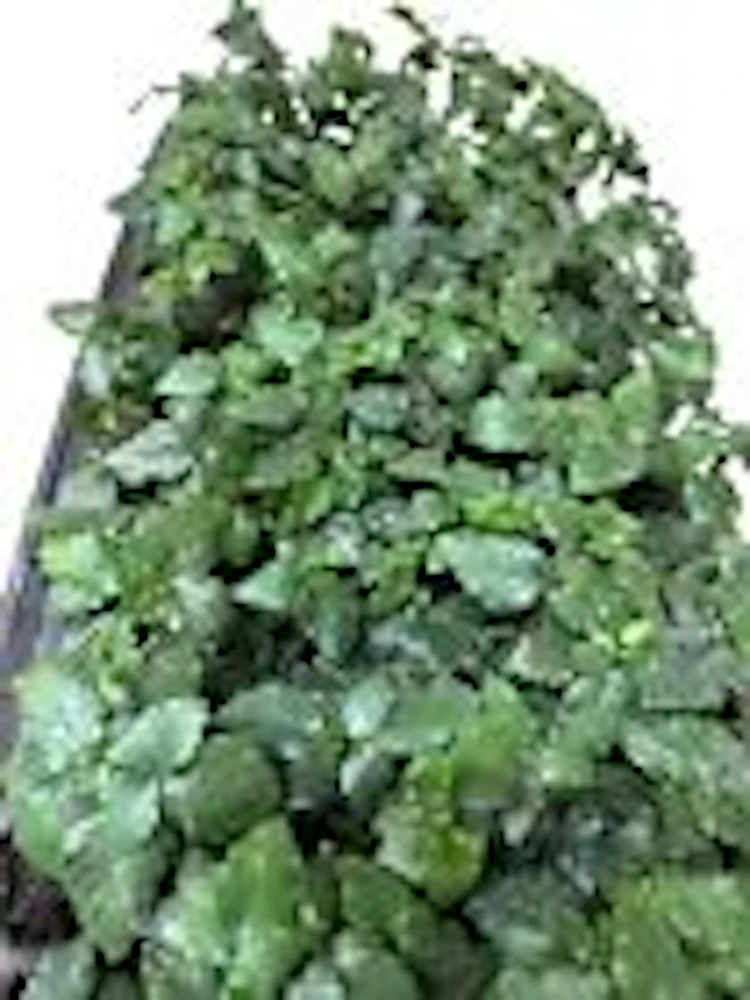 3 Sweetie Pie Blackberry Plant Bare Root Perennial Fruit Shrub - Image 2