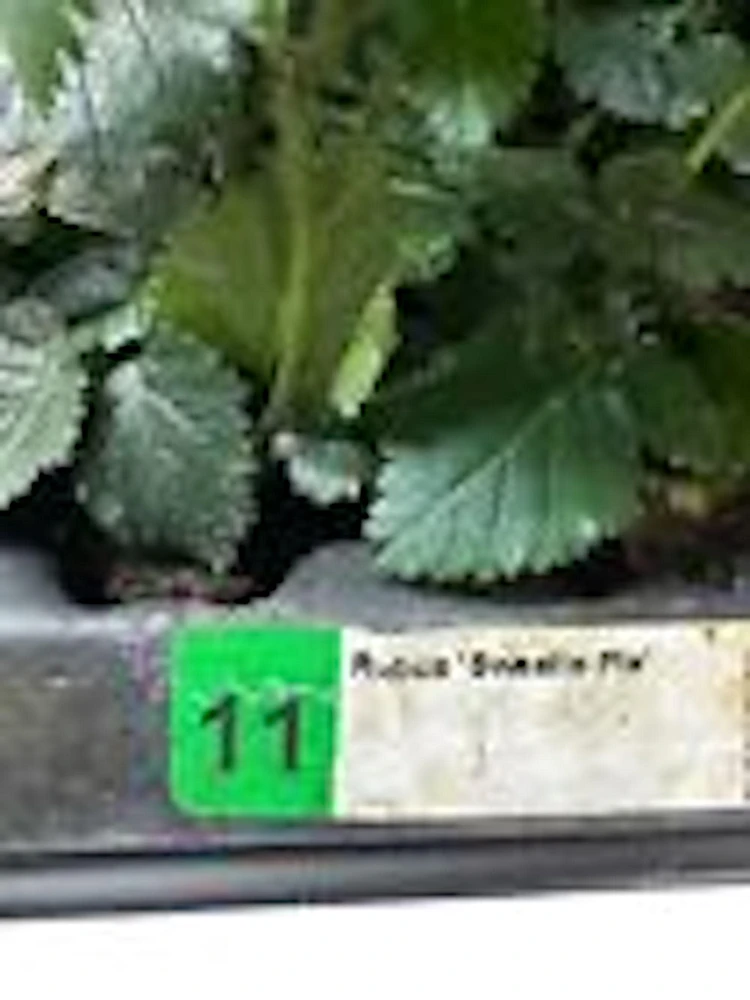 3 Sweetie Pie Blackberry Plant Bare Root Perennial Fruit Shrub - Image 3