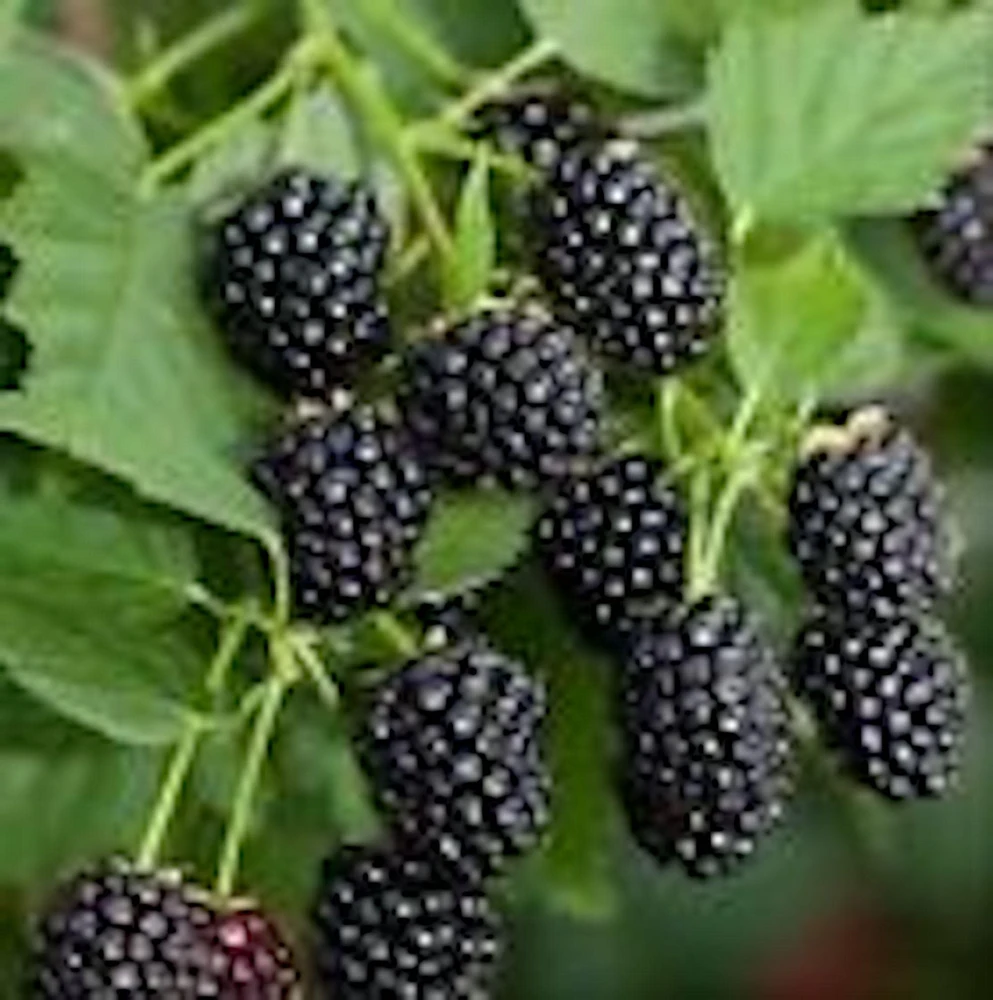 3 Sweetie Pie Blackberry Plant Bare Root Perennial Fruit Shrub - Image 4