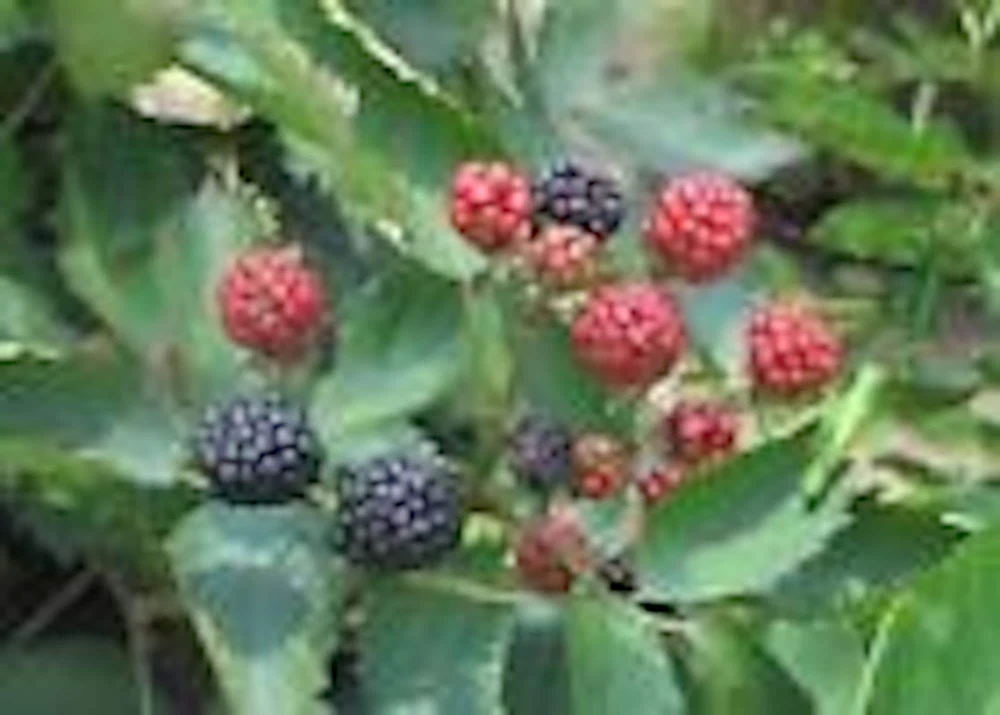 3 Sweetie Pie Blackberry Plant Bare Root Perennial Fruit Shrub - Image 5