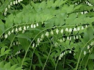 3 True Solomon Seal Bare Root Plants - Polygonatum Biflorum Perennial Wildflower - Image 2