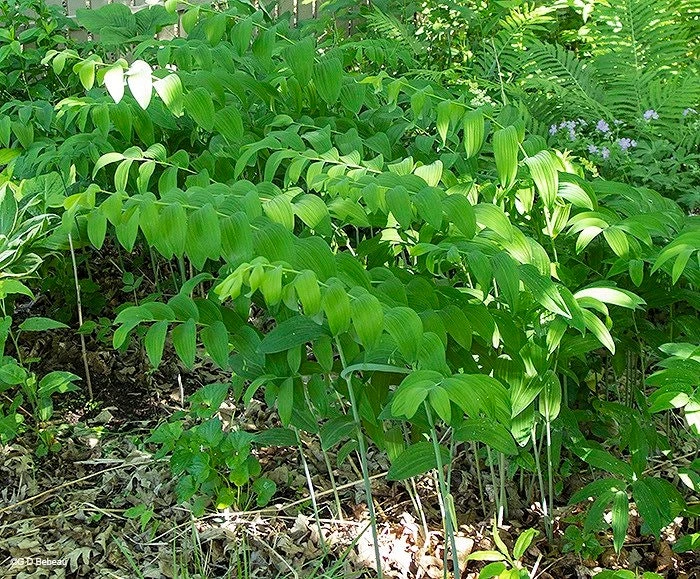 3 True Solomon Seal Bare Root Plants - Polygonatum Biflorum Perennial Wildflower - Image 3
