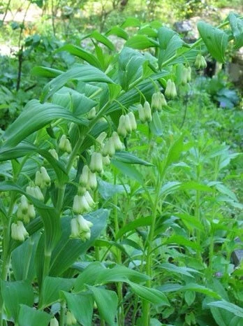 3 True Solomon Seal Bare Root Plants - Polygonatum Biflorum Perennial Wildflower - Image 7