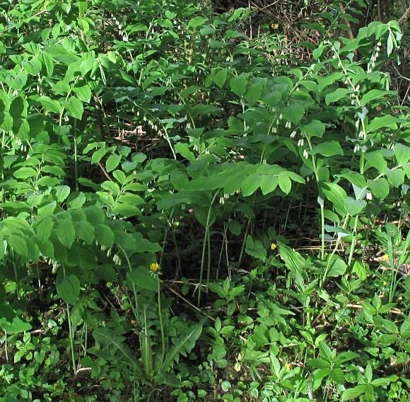 3 True Solomon Seal Bare Root Plants - Polygonatum Biflorum Perennial Wildflower - Image 9
