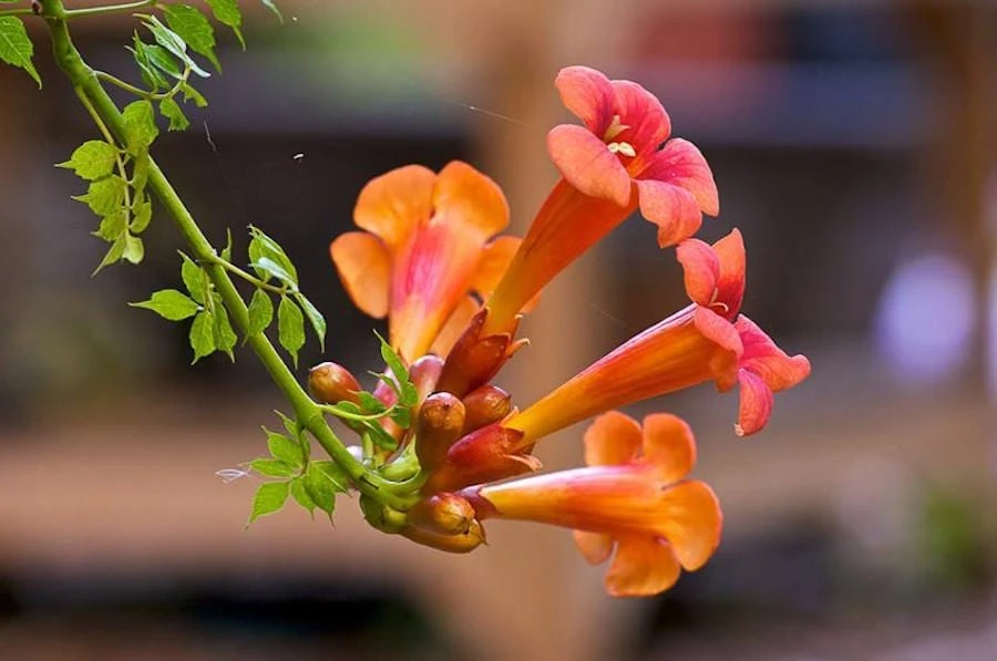 3 Trumpet Creeper Vine Campsis radicans Live Starter Plugs - Quart Pot - Image 1