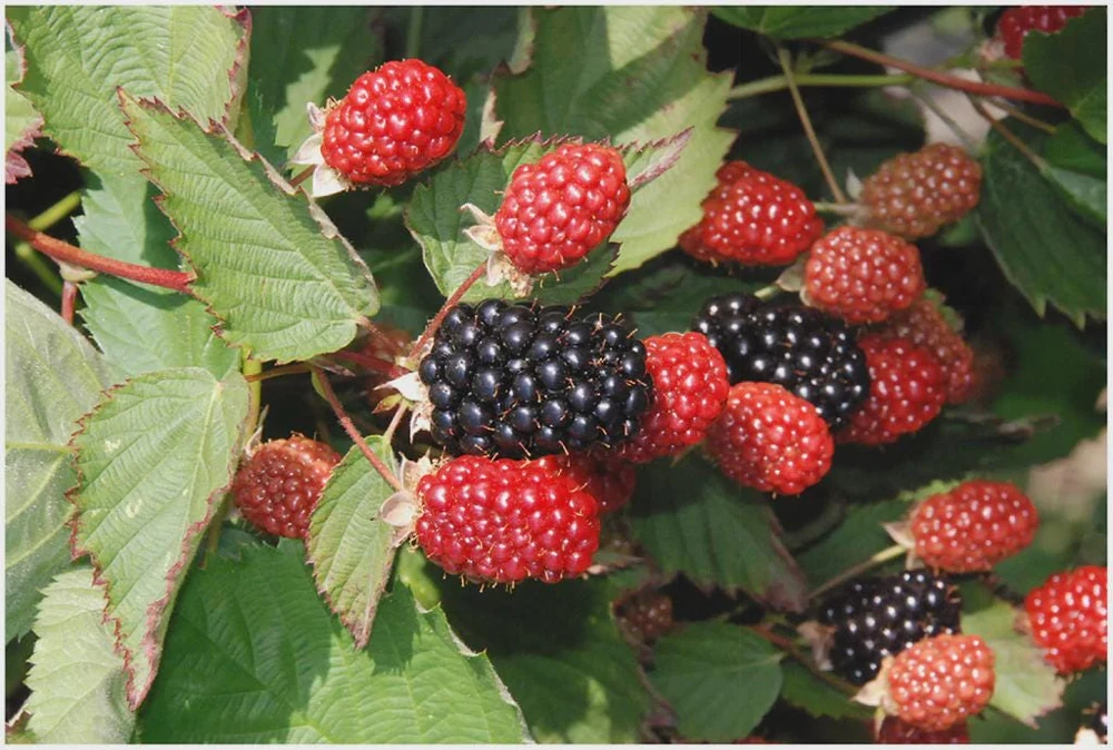 3 Twilight Blackberry Starter Plugs - Thornless Rubus Live Plant - Image 1