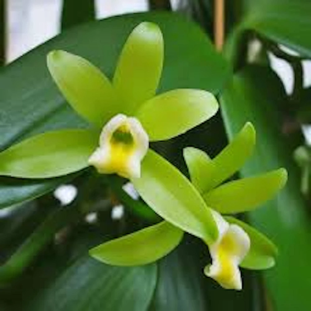 3 Vanilla Bean Orchid Plant (Vanilla planifolia) Live Vine, Tropical Fruit Plant - Image 1