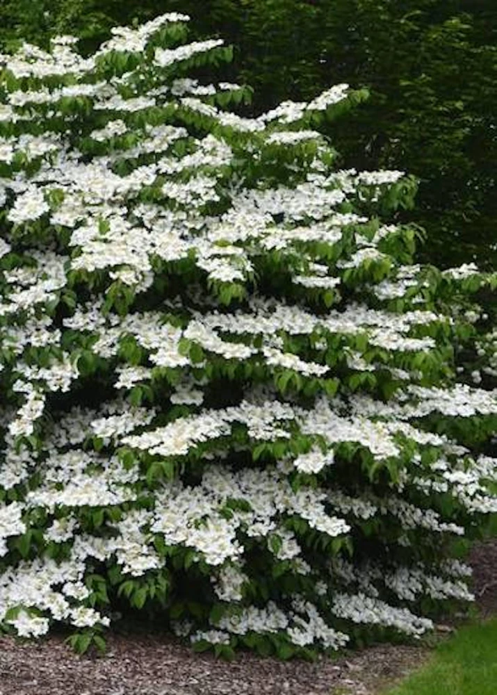 3 Viburnum Densa Live Plant - Compact Viburnum Obovatum Shrub, 4-8 inches - Image 1