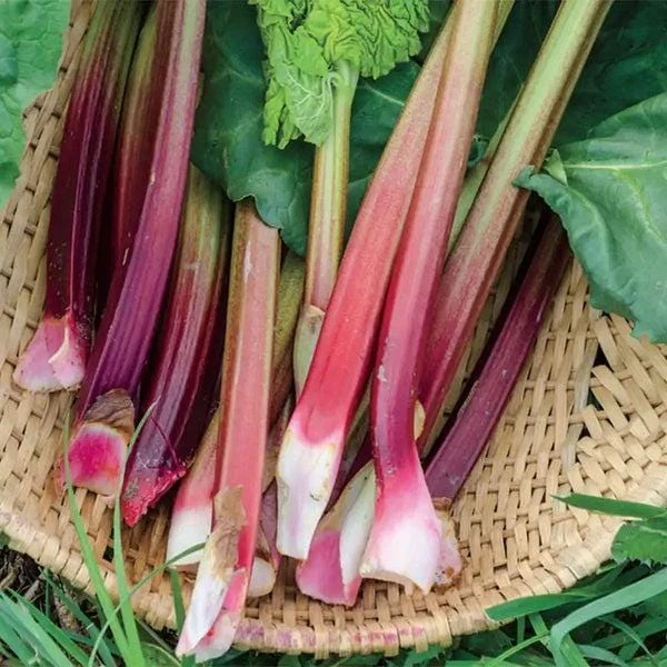 3 Victoria Rhubarb Bare Root Plants - Rheum rhabarbarum - Perennial Vegetable - Image 2