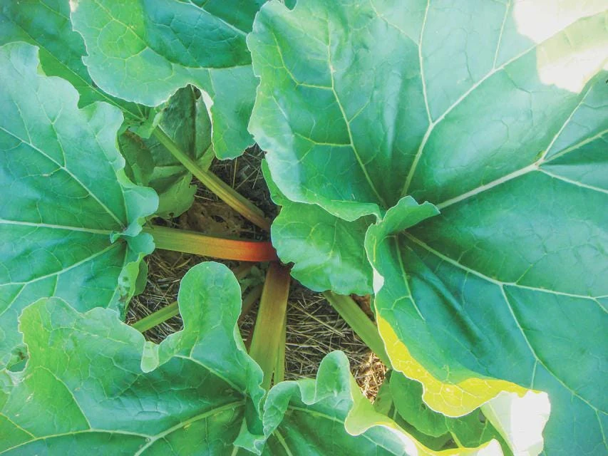3 Victoria Rhubarb Bare Root Plants - Rheum rhabarbarum - Perennial Vegetable - Image 4