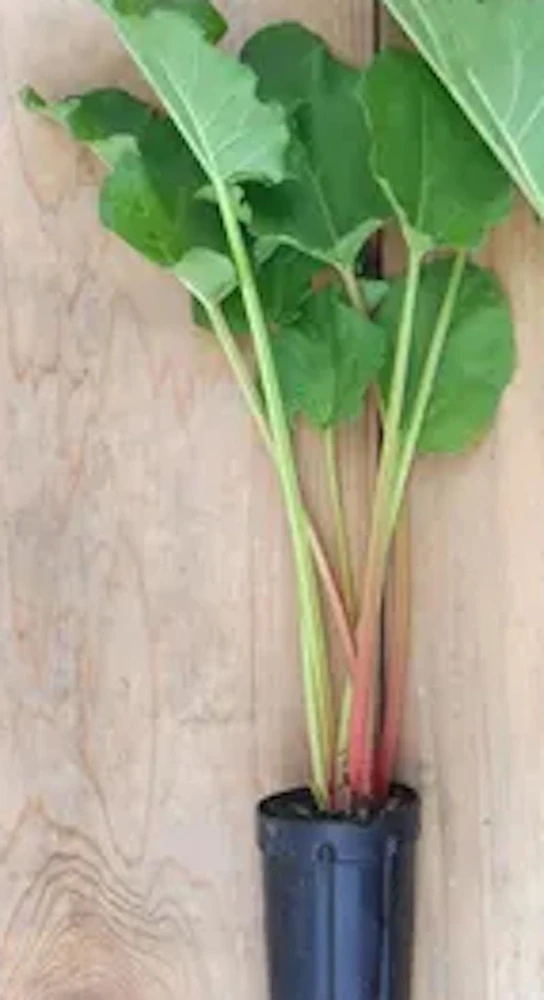 3 Victoria Rhubarb Bare Root Plants - Rheum rhabarbarum - Perennial Vegetable - Image 7