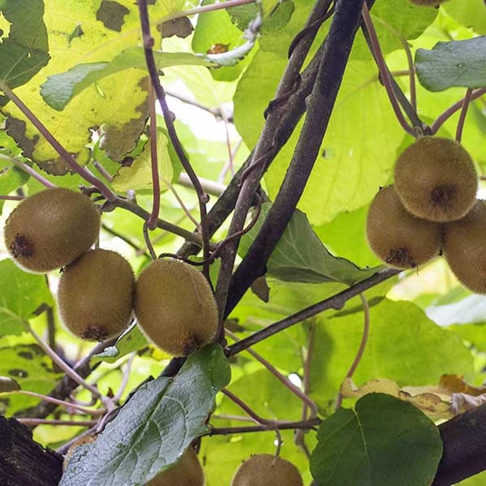 3 Vincent Kiwi Female Starter Plugs - Fruit-Producing Vine, Bare Root - Image 1