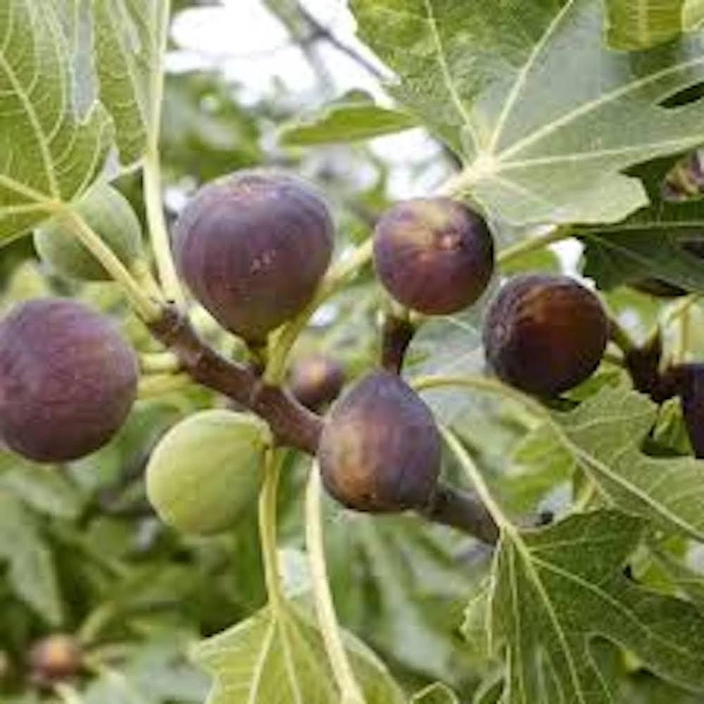 3 Violette de Bordeaux Fig Tree Starter Plugs - Ficus carica - Sweet Fruit - Image 1
