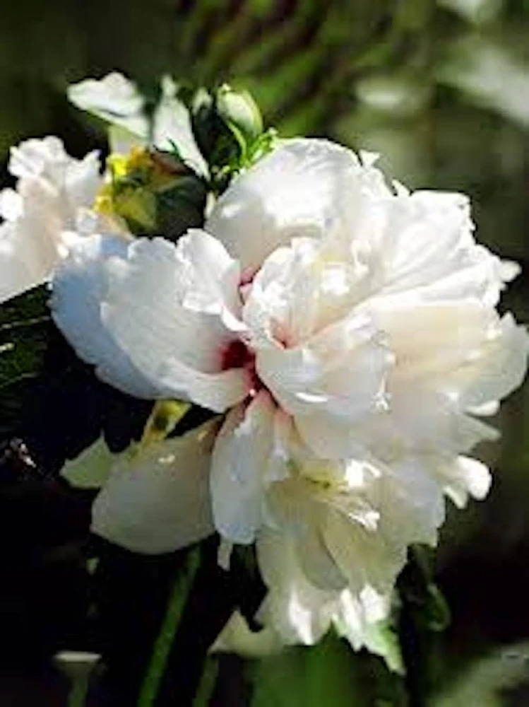 3 White Rose of Sharon Hibiscus Live Plant Althea Syriacus 12-24" Tall Quart Pot - Image 2