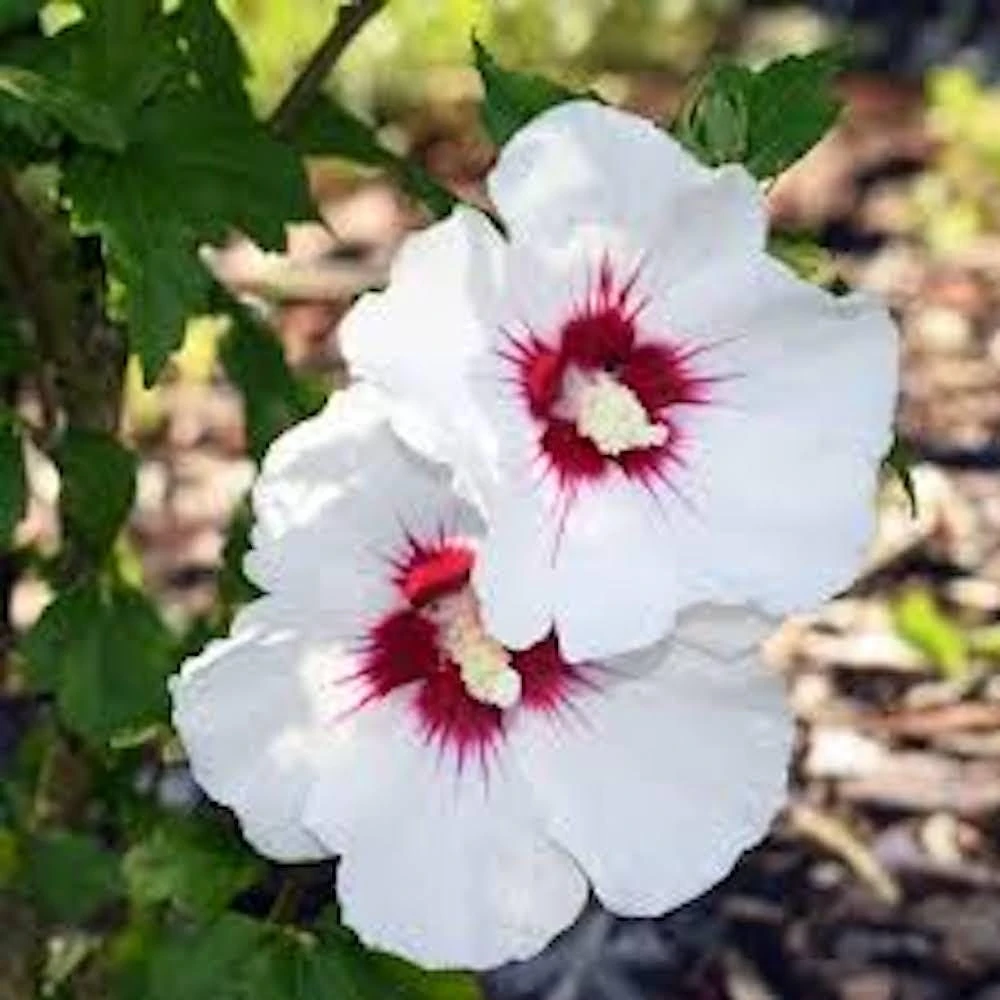 3 White Rose of Sharon Hibiscus Live Plant Althea Syriacus 12-24" Tall Quart Pot - Image 3