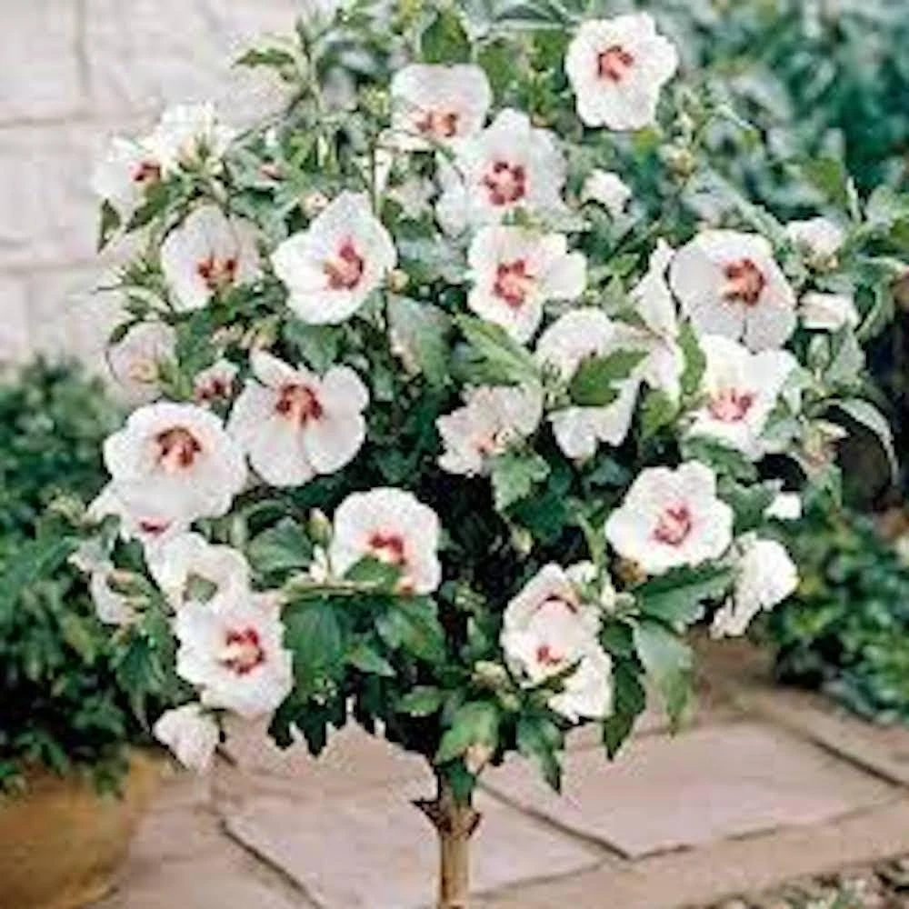 3 White Rose of Sharon Hibiscus Live Plant Althea Syriacus 12-24" Tall Quart Pot - Image 4
