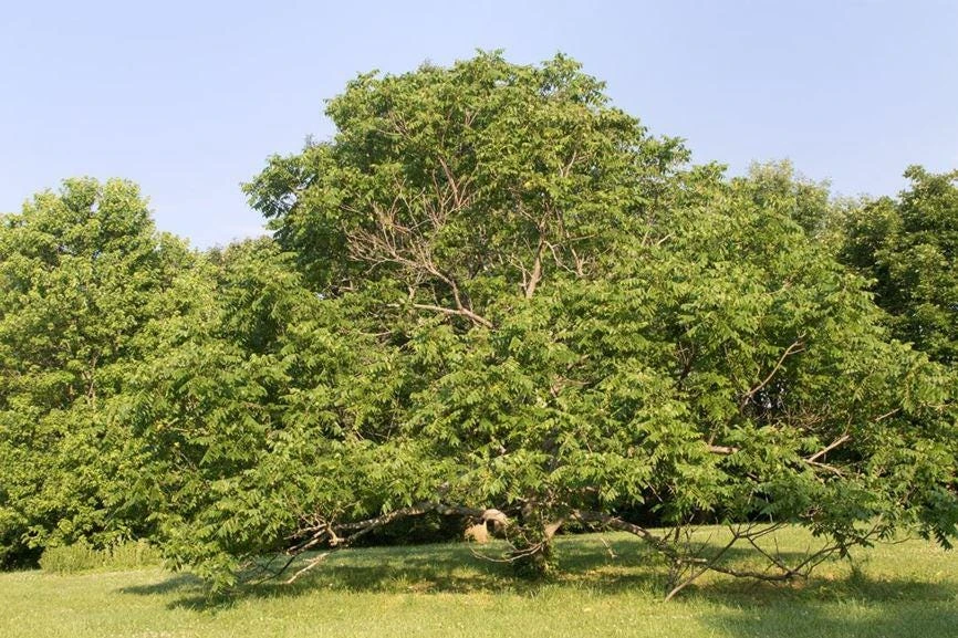 3 White Walnut Butternut Tree Live Plants - Juglans cinerea - 12-24in Tall (Quart Pot) - Image 2
