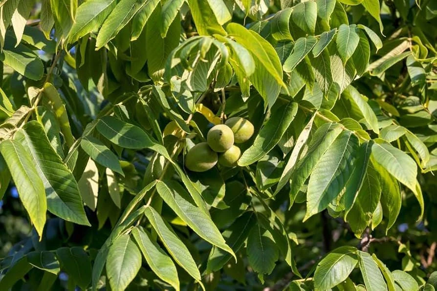 3 White Walnut Butternut Tree Live Plants - Juglans cinerea - 12-24in Tall (Quart Pot) - Image 1